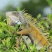 iguana_spinytailed_black_gua_h_0009_ecu0009.jpg
